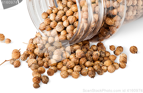 Image of Coriander seeds are poured out from a jar