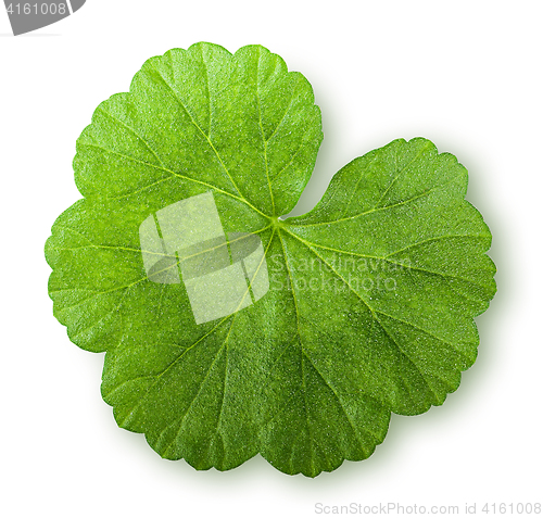 Image of Green juicy leaf geranium top view