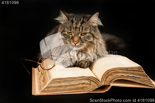 Image of Cat, Book And Glasses