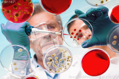 Image of Senior life science researcher grafting bacteria.