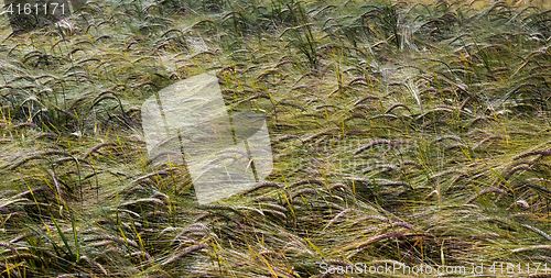 Image of Field and green corn