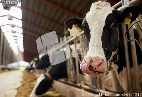 Image of herd of cows eating hay in cowshed on dairy farm