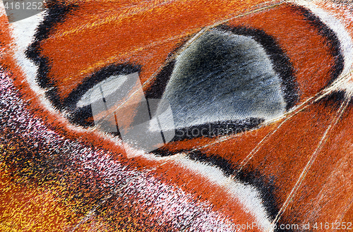 Image of Moth wing, close-up