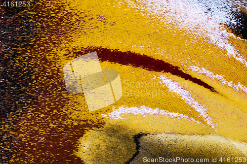 Image of Moth wing, close-up