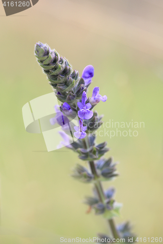 Image of Lavender