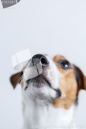 Image of Small dog on white background