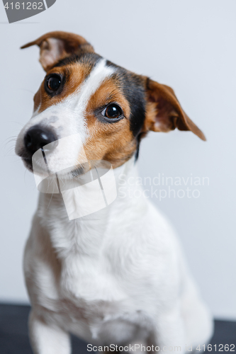 Image of Small dog on white background