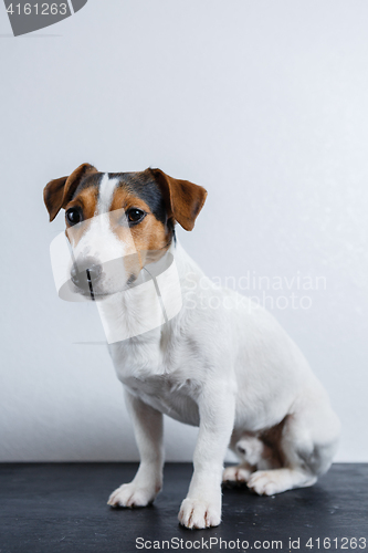 Image of Small dog on white background