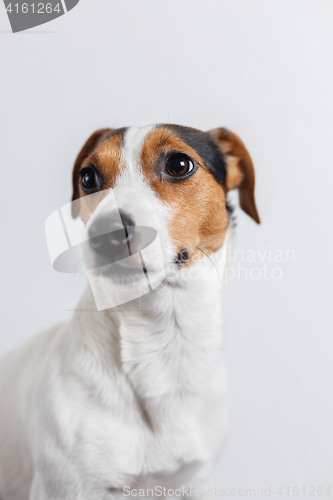 Image of Small dog on white background