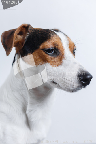 Image of Small dog on white background