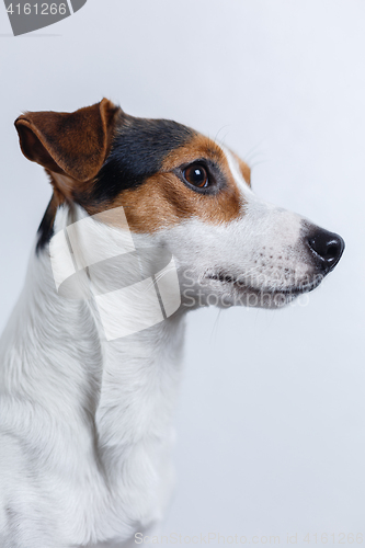 Image of Small dog on white background