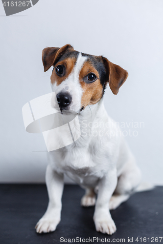 Image of Small dog on white background