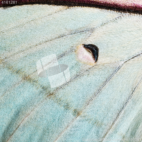 Image of Moth wing, close-up