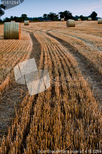 Image of Bales of straw in field