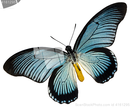 Image of Blue black butterfly