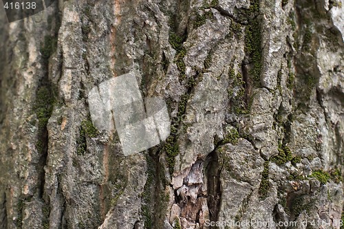 Image of old tree bark