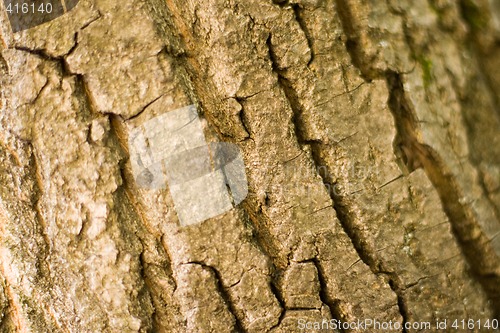 Image of old tree bark