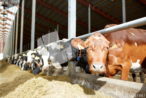 Image of herd of cows in cowshed on dairy farm