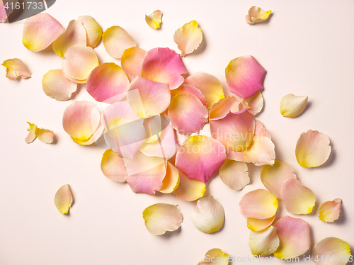 Image of pink rose petals