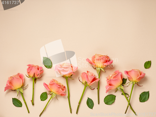 Image of pink roses on beige background