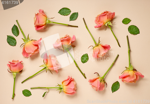 Image of pink roses on beige background