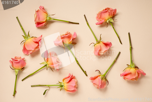 Image of pink roses on beige background