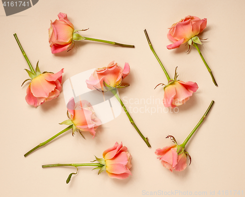 Image of pink roses on beige background