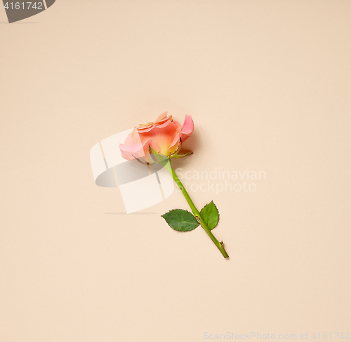 Image of pink rose on beige background