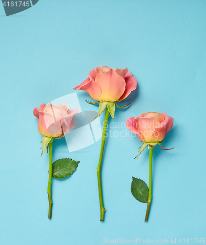 Image of pink roses on blue background