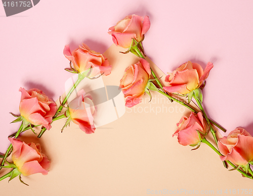 Image of pink roses on colorful paper background