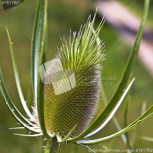 Image of Green plant with egg-shaped head (teasel)