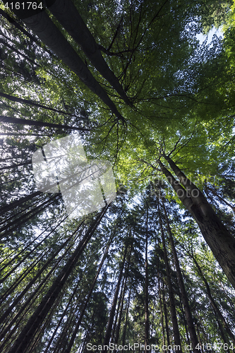 Image of Spring forest.