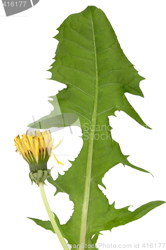 Image of Dandelion