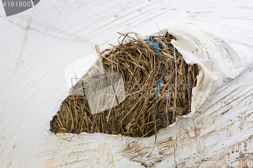 Image of Round bale of hay wrapped in white plastic