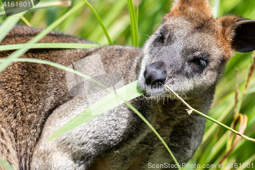 Image of Close-up of a parma wallaby