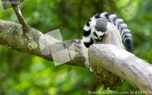 Image of Ring-tailed lemur (Lemur catta)