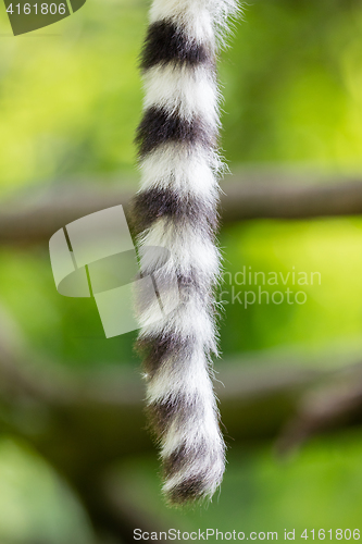 Image of Close up of a ring-tailed lemur tail texture