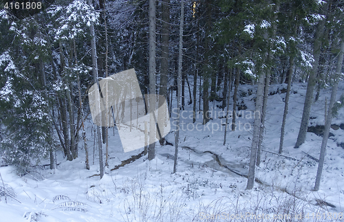 Image of Winter in the forest