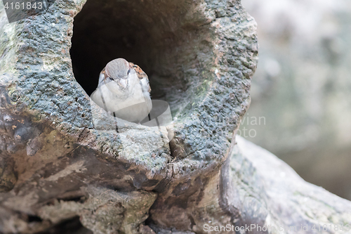 Image of Sparrow in a hollow tree