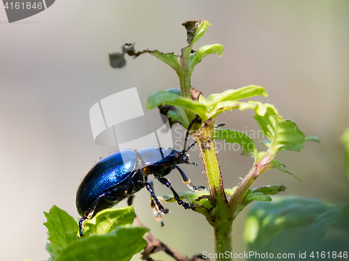 Image of Blue beetle close-up