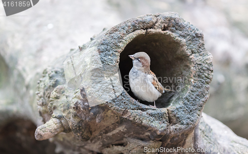 Image of Sparrow in a hollow tree