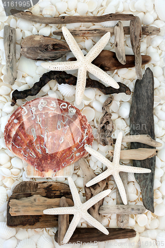 Image of Seashell and Driftwood Abstract