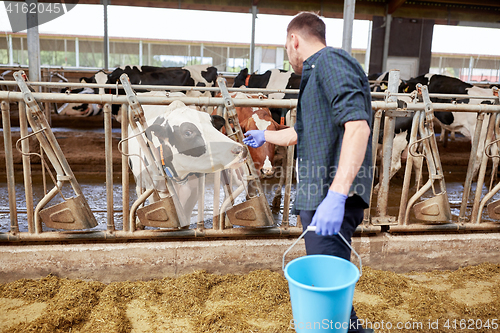 Image of man with cows and bucket in cowshed on dairy farm