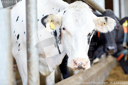 Image of herd of cows in cowshed on dairy farm