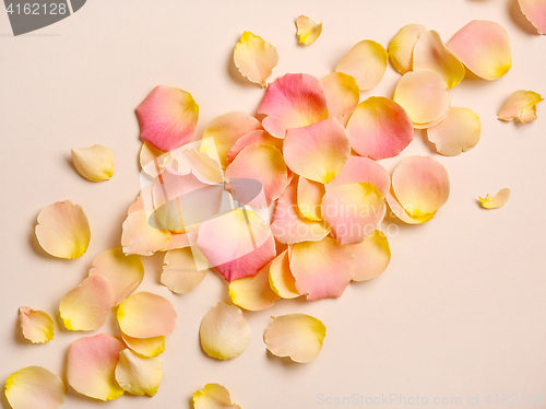 Image of pink rose petals on beige paper background