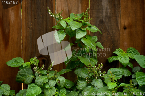 Image of Lush Flowering Patchouli Plant After Rain