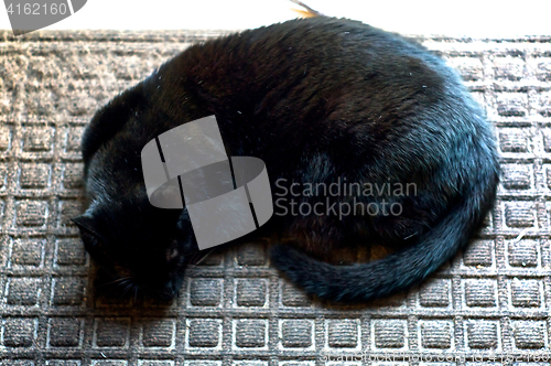 Image of Havana Brown Cat Sleeping