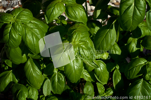 Image of Large Sweet Basil Plant