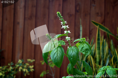 Image of Sweet Basil Plant In Bloom