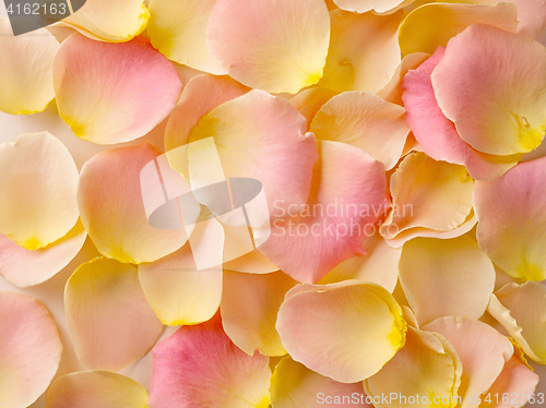 Image of rose petals background